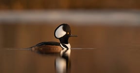 Quickly Identify the Bufflehead Vs. Hooded Merganser