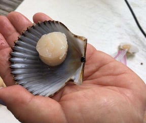 Scalloping: The Complete Guide