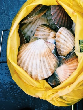 The History of Scalloping
