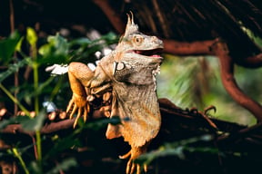 Best Places to Iguana Hunt in Florida