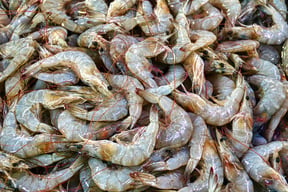 The Best Places to Shrimp in Florida