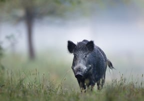 States With The Biggest Wild Hog Problem