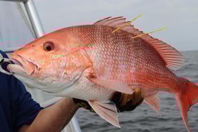 Tagged Fish: What are They? &amp; How do I catch One?