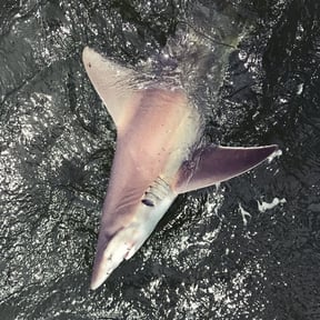 Fish That Eat People