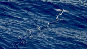 How Long do Flying Fish Fly?