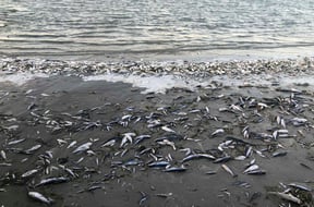 Texas Coastal Fishing After the Big Freeze