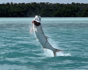 How to Catch Tarpon