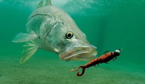Hard Baits vs. Soft Plastics
