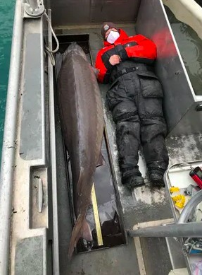 Biggest Freshwater Fish Ever Caught in America