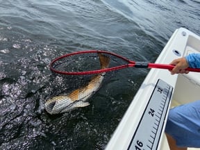 Florida Red Drum Regulation Change