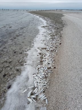 Help Bring Texas Fisheries Back: Effects Of Winter Storm Uri