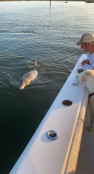 1 Hour Dolphin Adventure