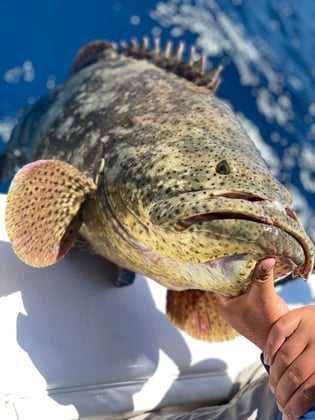 Key West Drag Ripping