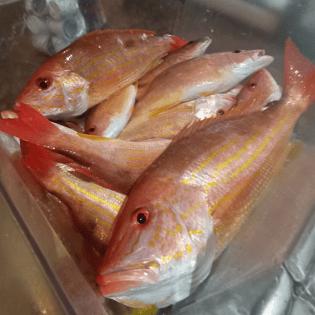 Lane Snapper Fishing in New Smyrna Beach, Florida