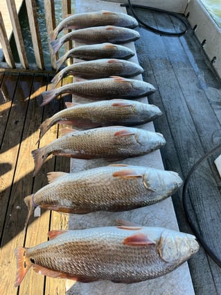 Rockport Reds on the Flats