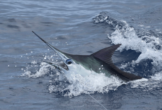 Kona Big Game Fishing - 31’ Bertram