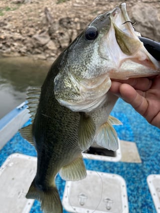 Limited offer 4 hours this week Austin, TX Bass Fishing