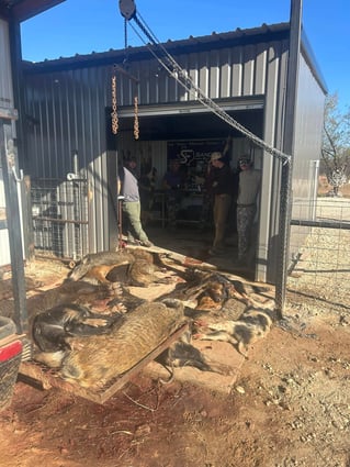 Hog Hunt