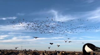 West Texas Plains Goose Hunting