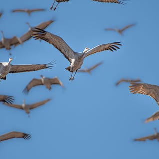 Sandhill Crane Insanity