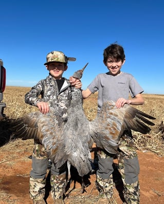 Sandhill Crane Insanity