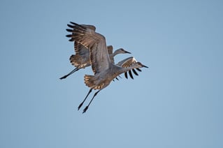 Sandhill Crane Insanity