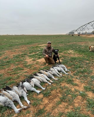 Sandhill Crane Insanity