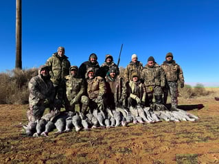 Sandhill Crane Insanity