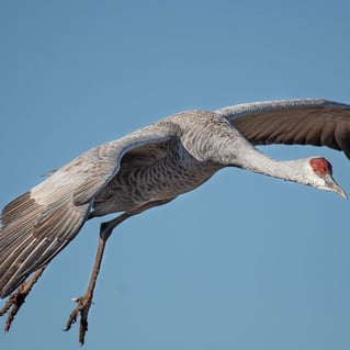 Sandhill Crane Insanity