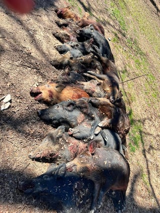 Bivins Hog Hunts