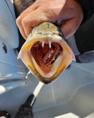 A true inshore fishing experience