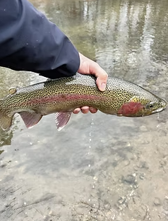 Walk & Wade Fly | Otter Creek