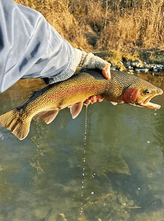 Walk & Wade Fly | Otter Creek