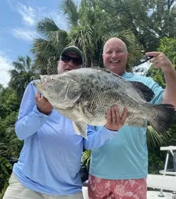 Tripletail Fishing in Apalachicola, Florida