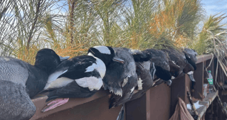 OBX Waterfowl hunting