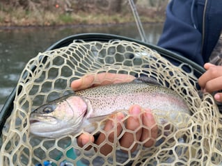 Trophy Rainbow Trout drift boat fly fishing trips