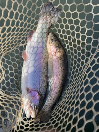 Trophy Rainbow Trout drift boat fly fishing trips