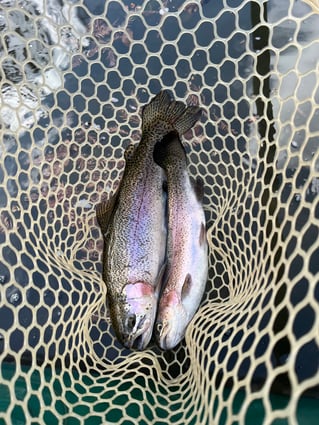 Trophy Rainbow Trout drift boat fly fishing trips