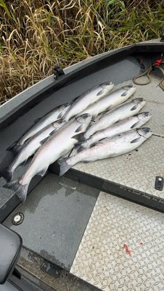 Olympic Penninsula Steelhead Fishing
