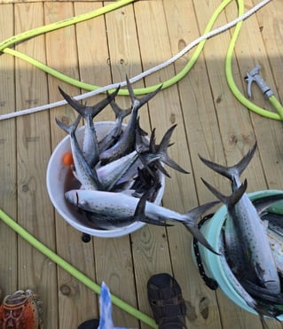 4 Hour Nearshore Trip