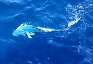 Full Day Offshore 