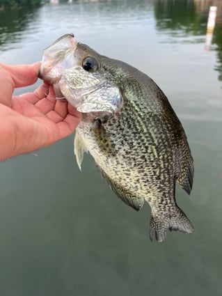 Crappie Fishing Trip