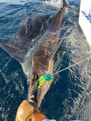 Pesca Deportiva en Puerto Escondido
