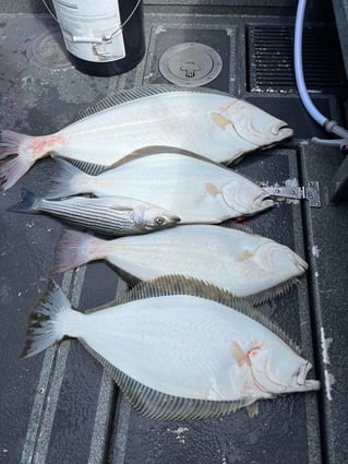 Full Day Inshore