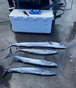 4-8 Hour Offshore Trip