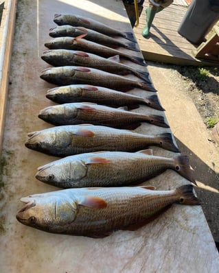 Inshore Fishing Trip 