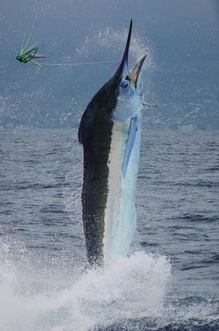 4-10 Hour Offshore Trip