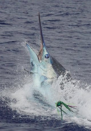 4-10 Hour Offshore Trip