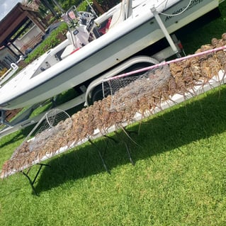 Night Time Lobster Bully Netting