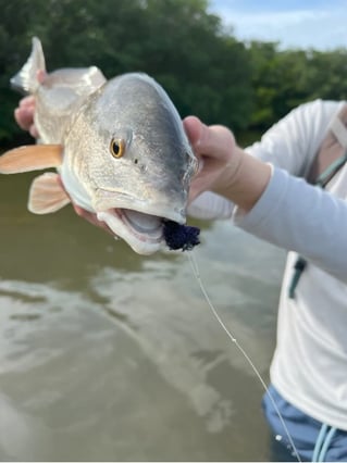 4-8 Hour Inshore Trip